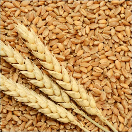 Wheatgerm Carrier Oil 1